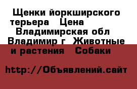 Щенки йоркширского терьера › Цена ­ 14 000 - Владимирская обл., Владимир г. Животные и растения » Собаки   